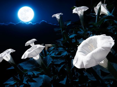 01-night-garden-moonflower-636